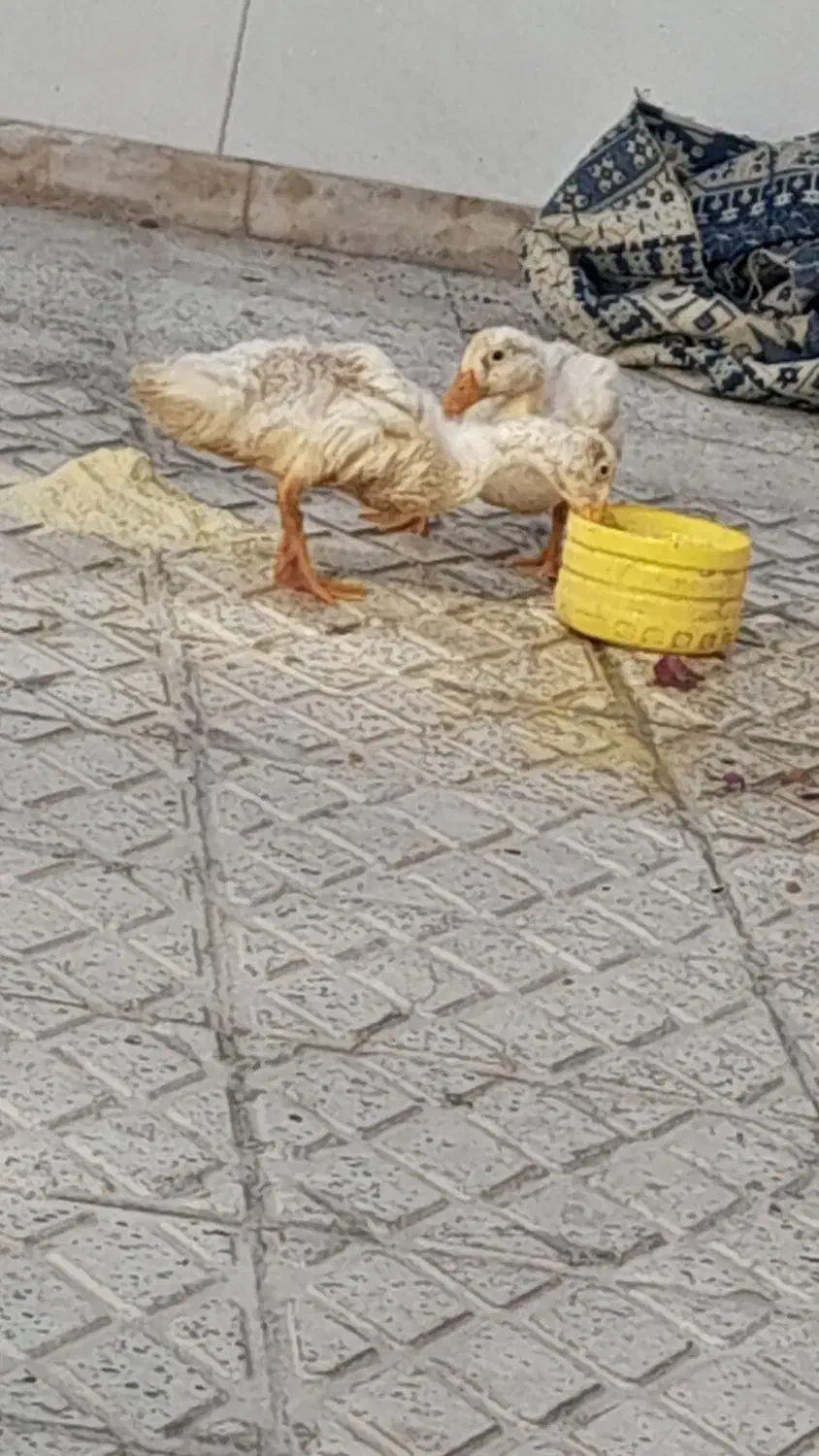 اردک|پرنده|اصفهان, مسجد مصلی|دیوار