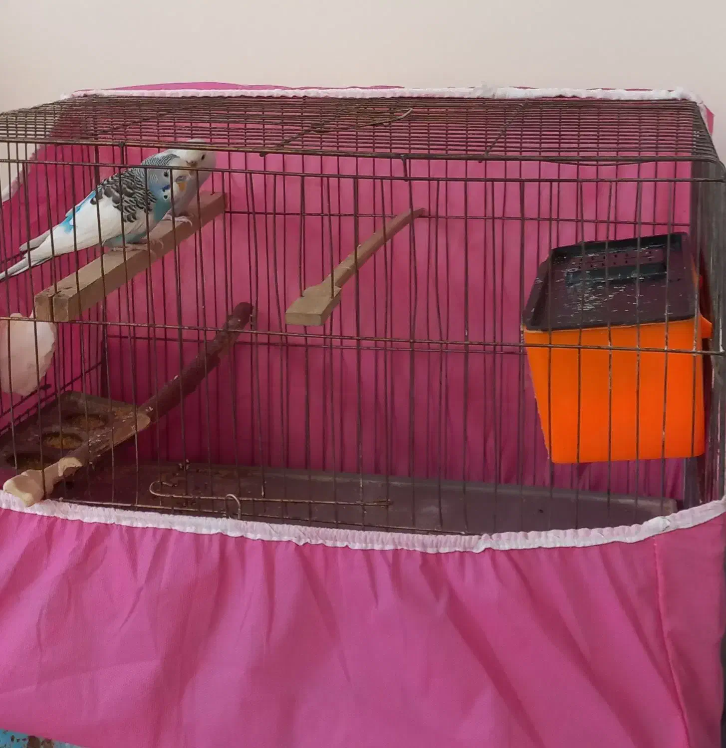 مرغ عشق|پرنده|کرمانشاه, |دیوار