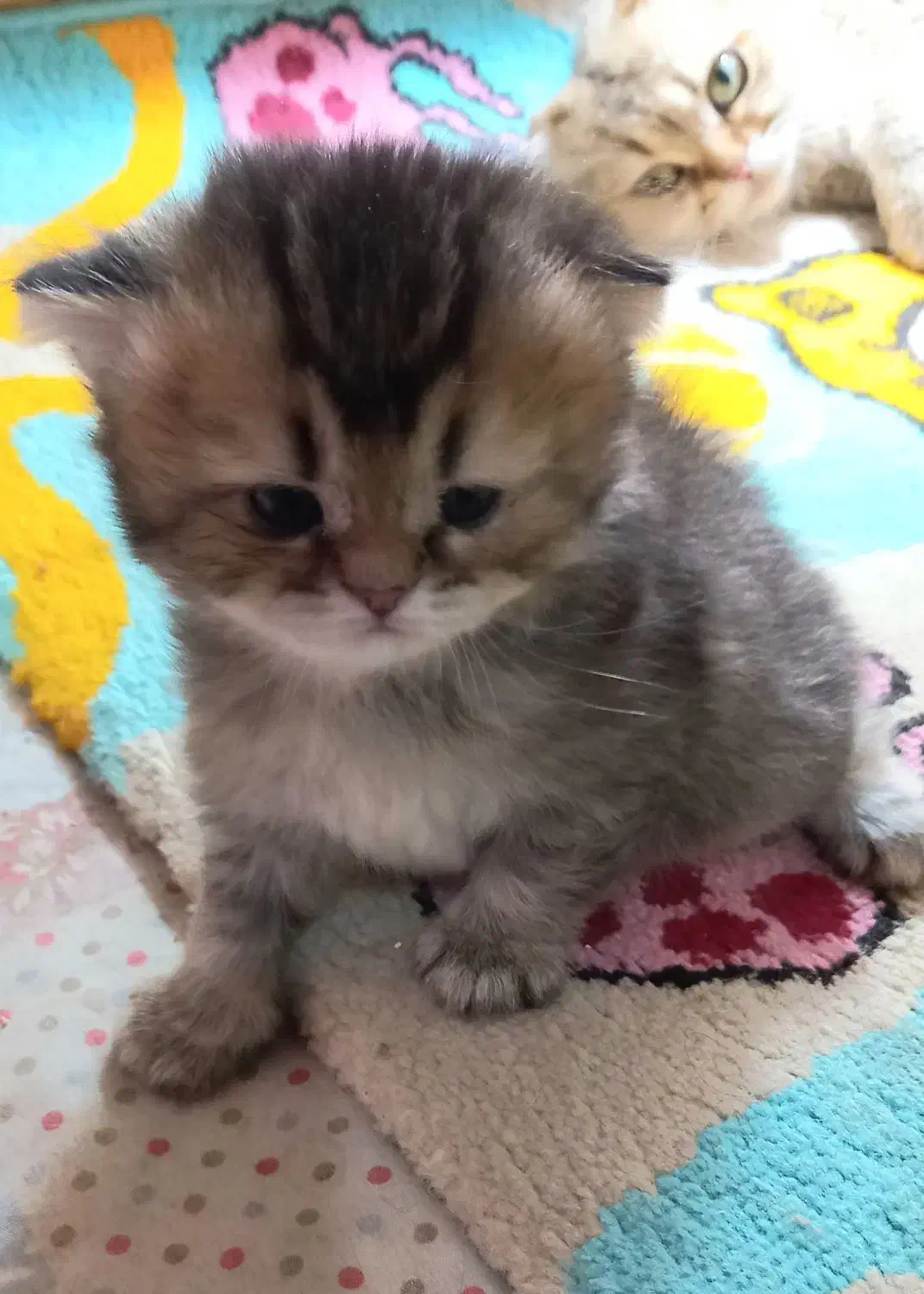 گربه اسکاتیش ۳ عدد|گربه|مشهد, دانشجو|دیوار