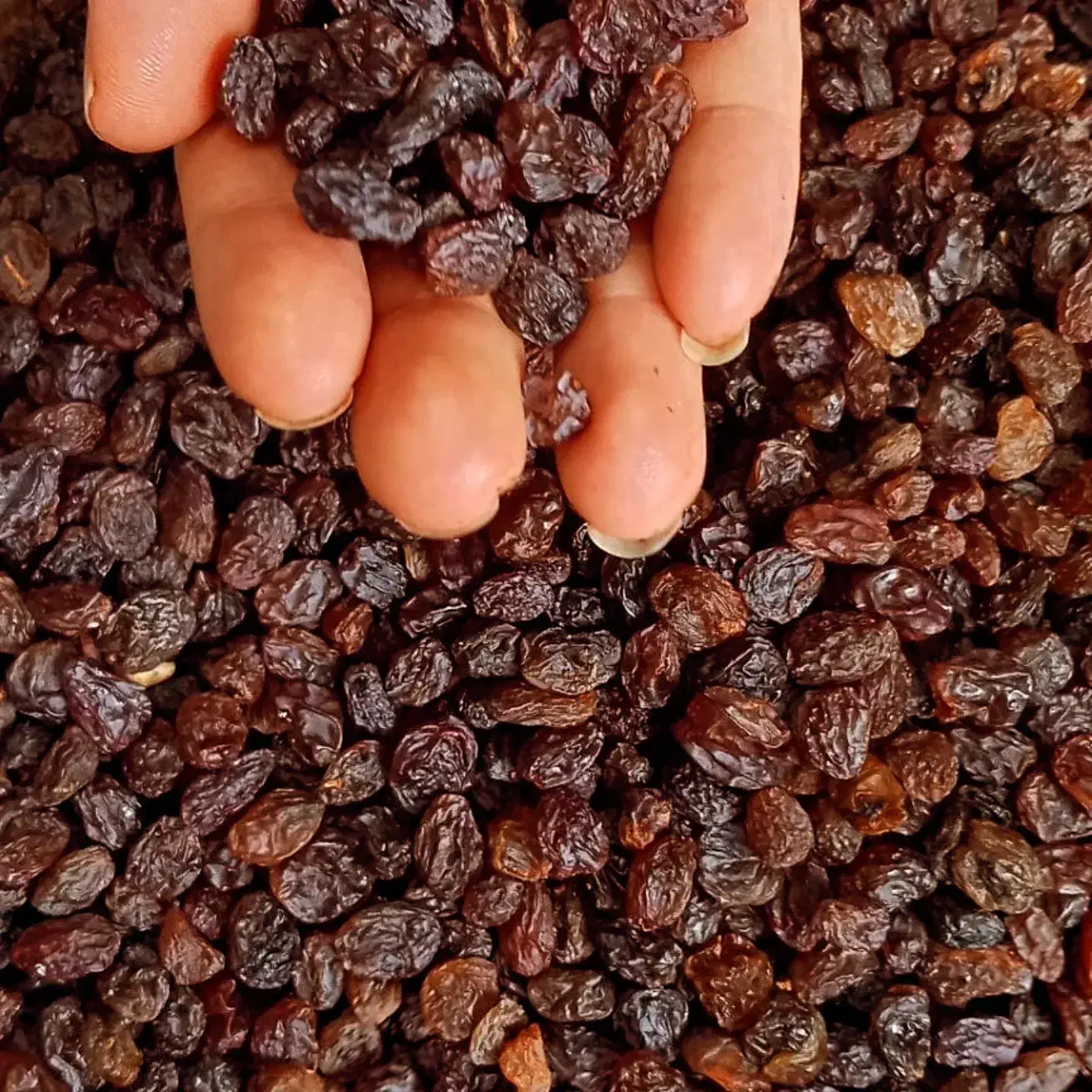 کشمش آفتابی و طلایی|خوردنی و آشامیدنی|قزوین, |دیوار