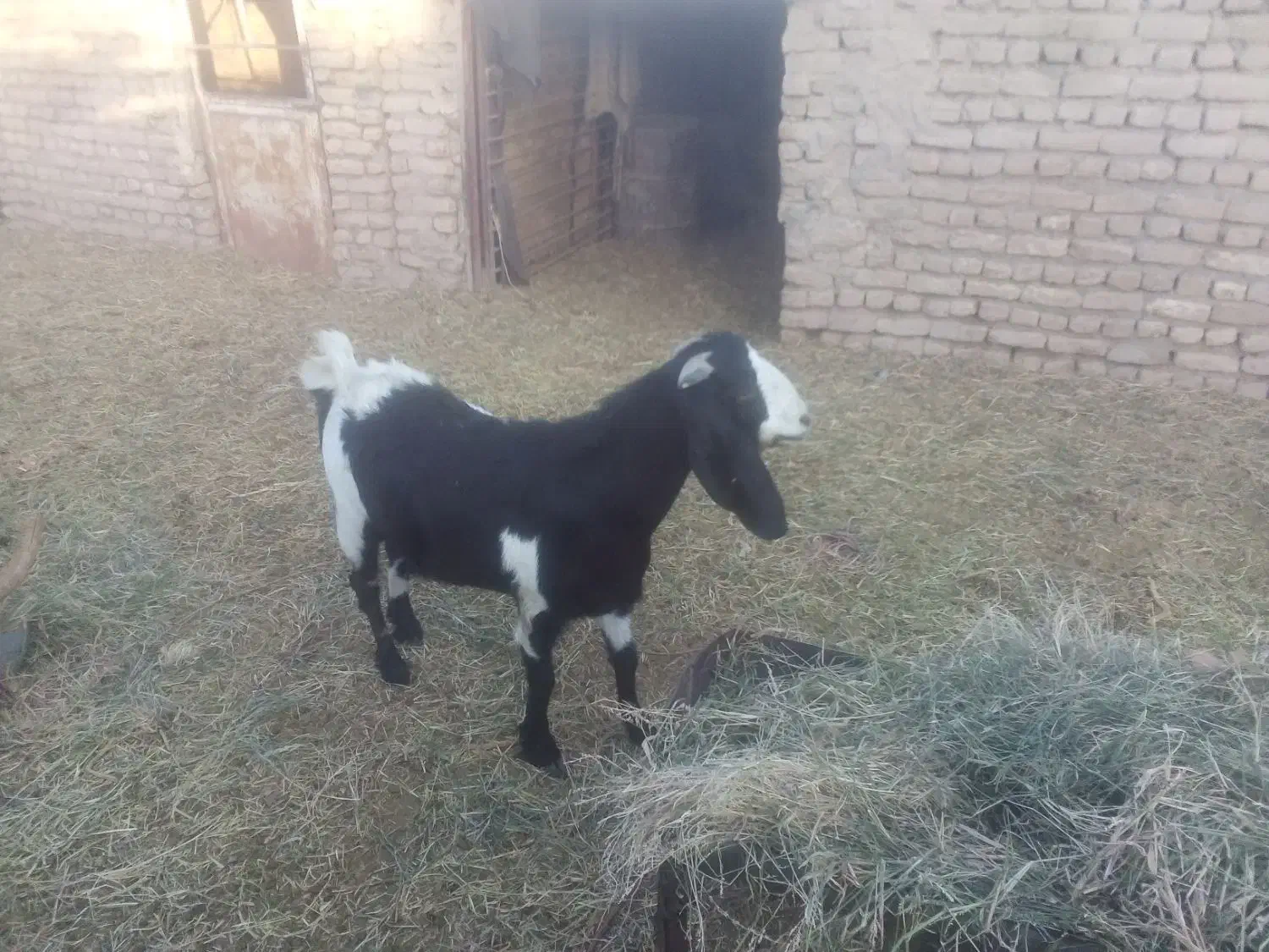 بزپاکستانی|حیوانات مزرعه|مه ولات, |دیوار