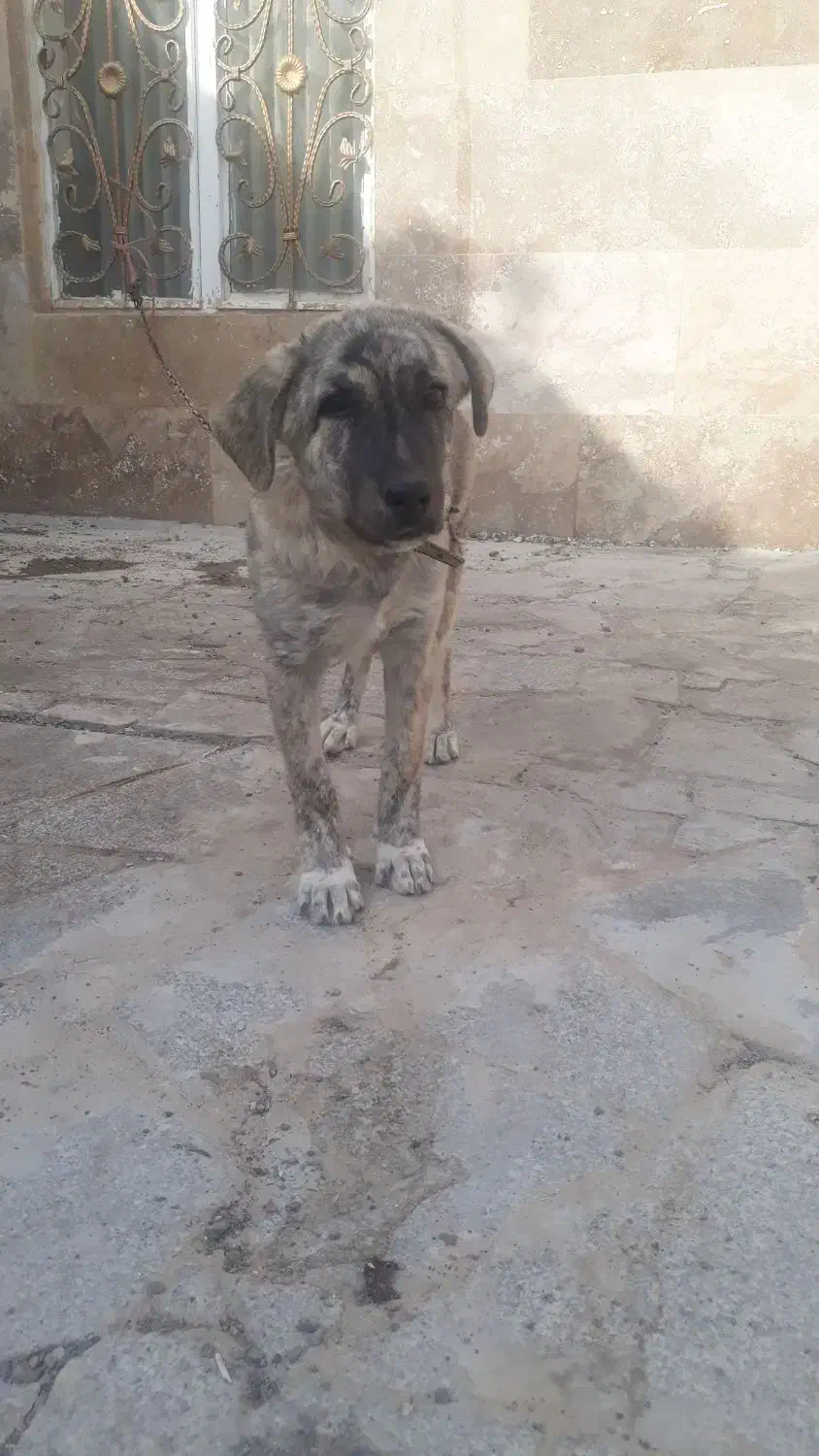 توله سگ|سگ|رضویه, |دیوار