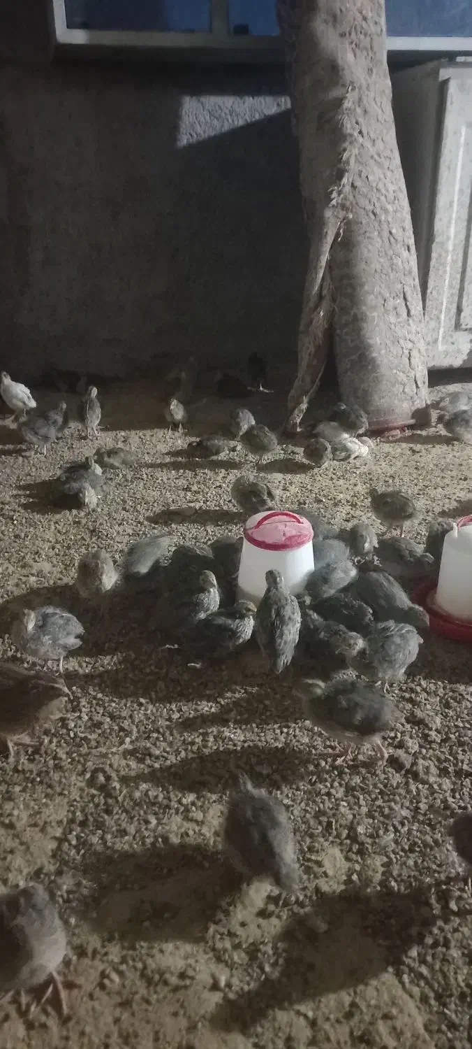 فروش بلدرچین|حیوانات مزرعه|جوانرود, |دیوار