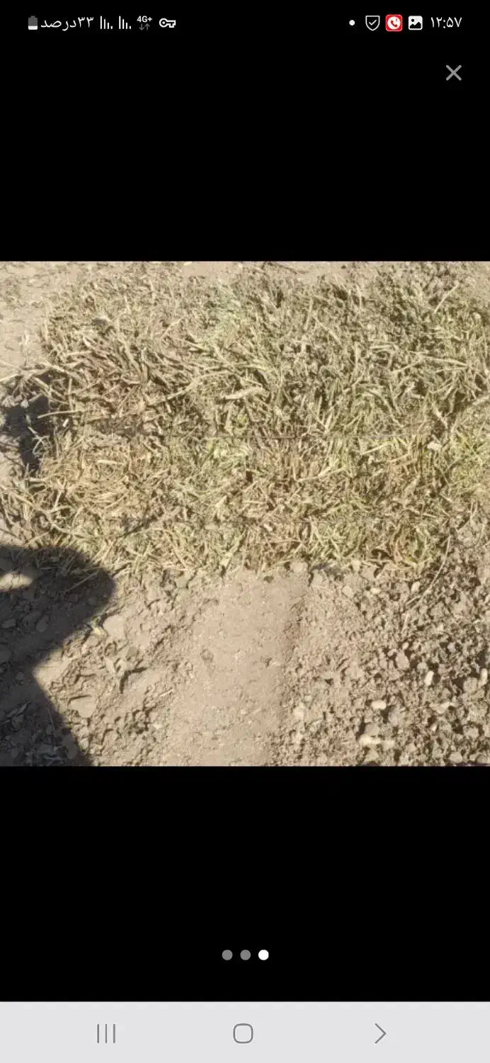 علف|لوازم جانبی حیوانات|حبیب آباد, |دیوار