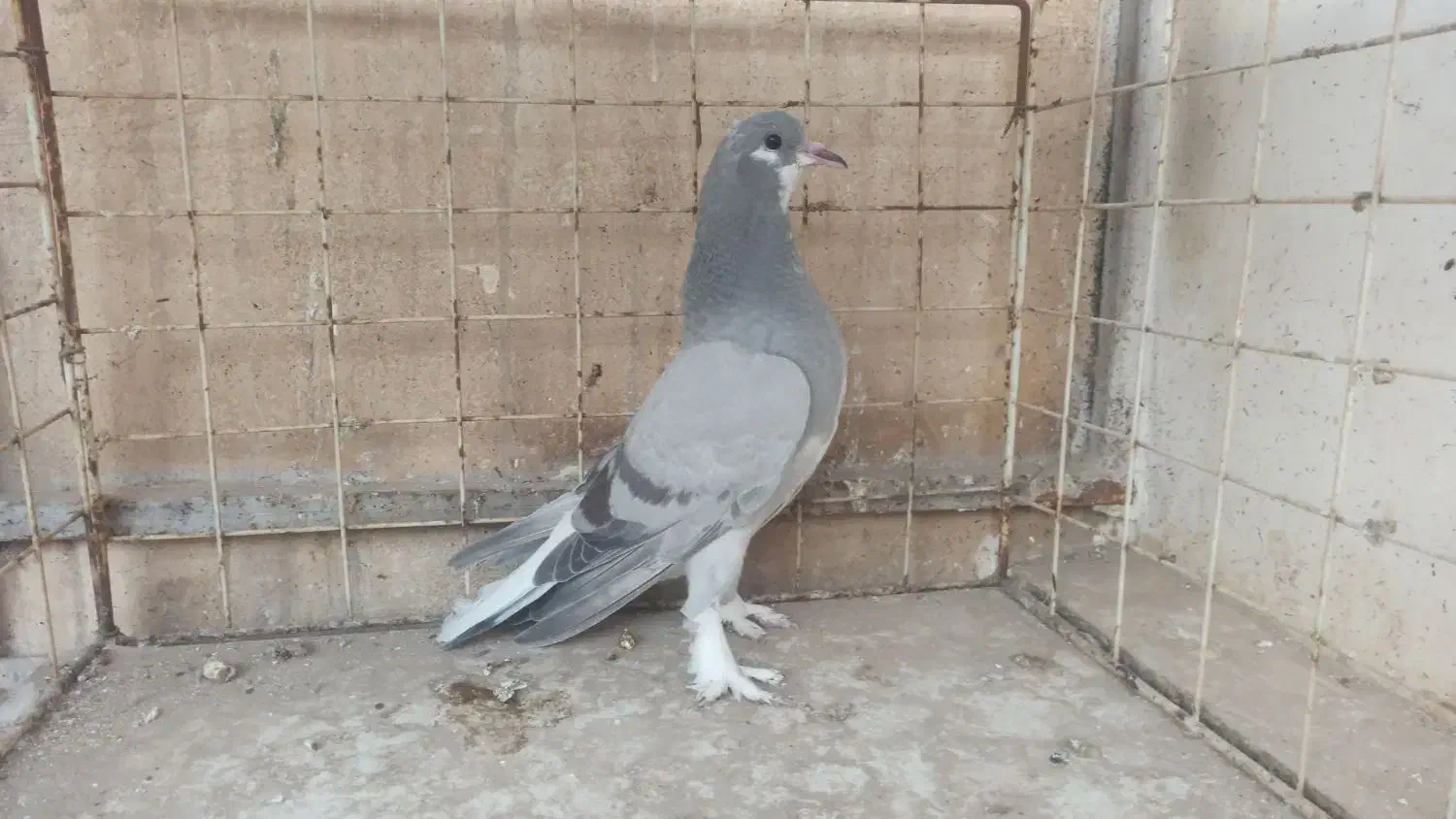 جوجه ابری|پرنده|اصفهان, ملاصدرا|دیوار