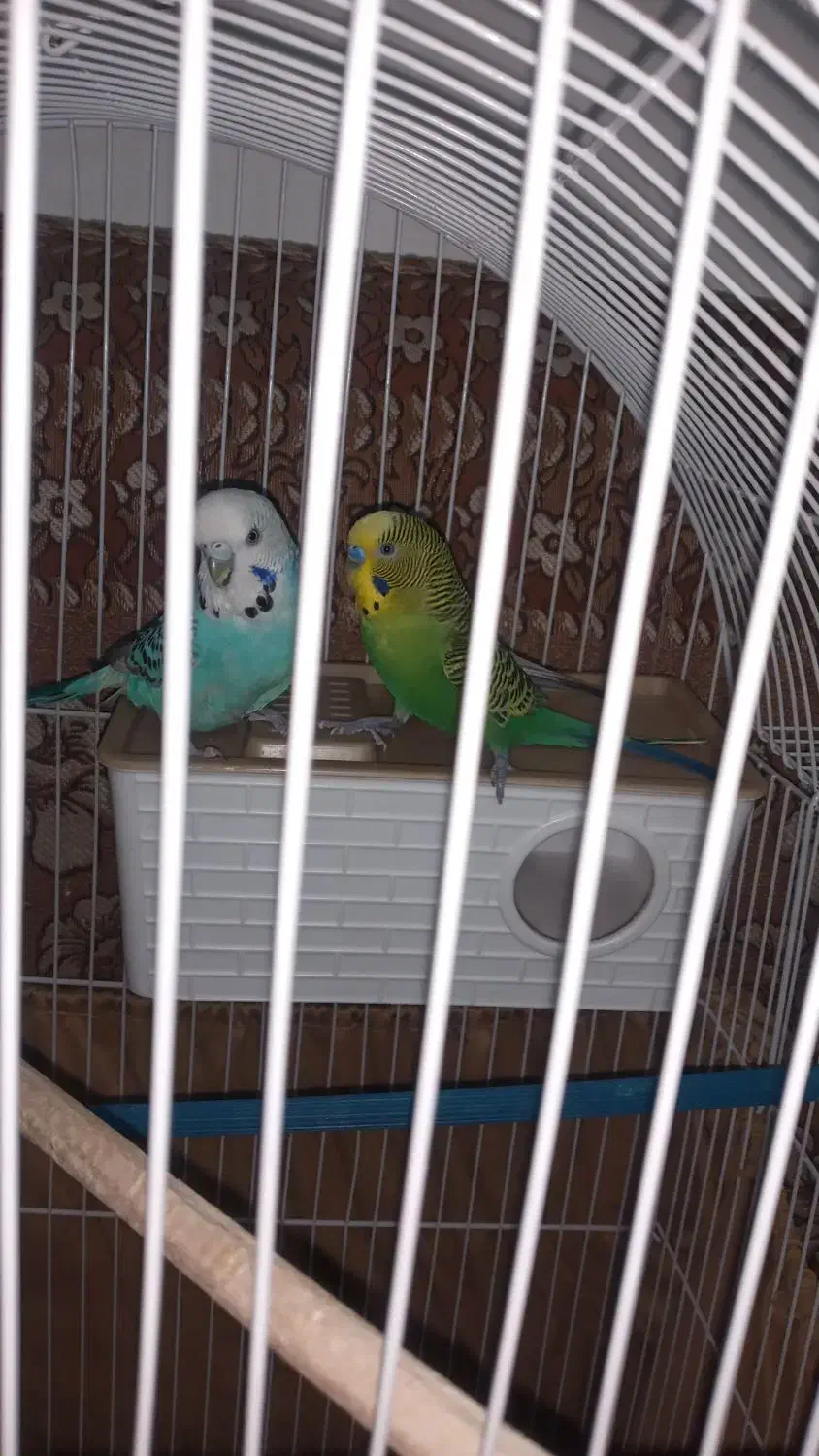 یک جفت مرغ عشق|پرنده|بروجرد, |دیوار