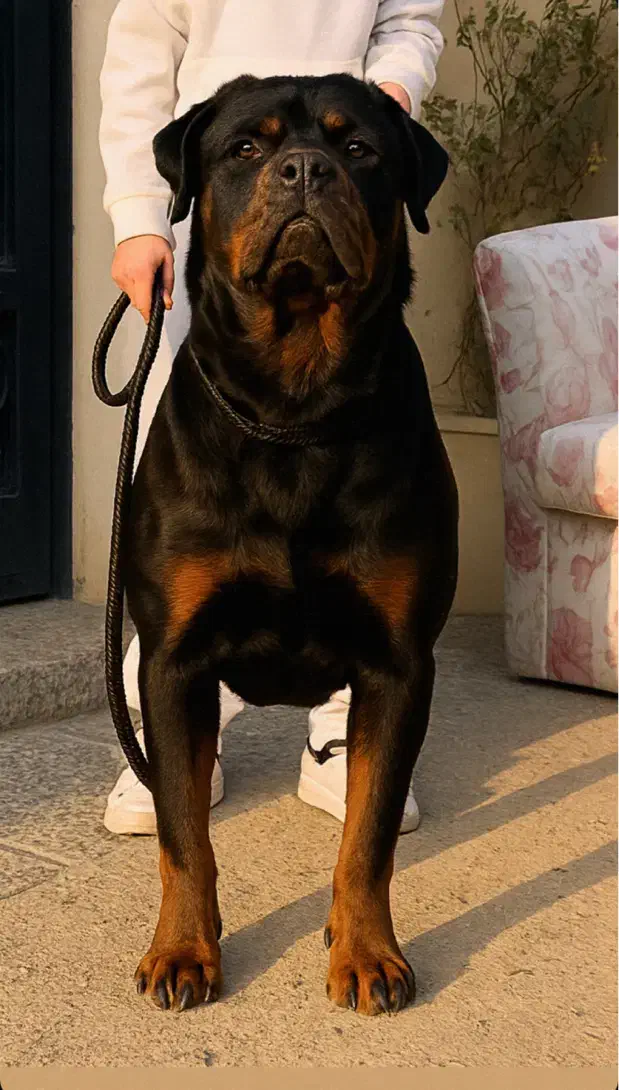 روتوایلر اروپایی جهت کشش|سگ|کرج, چمن|دیوار