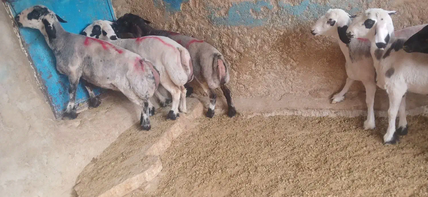 بره ماده نژاد ترکی (بیضا)|حیوانات مزرعه|سپیدان, |دیوار