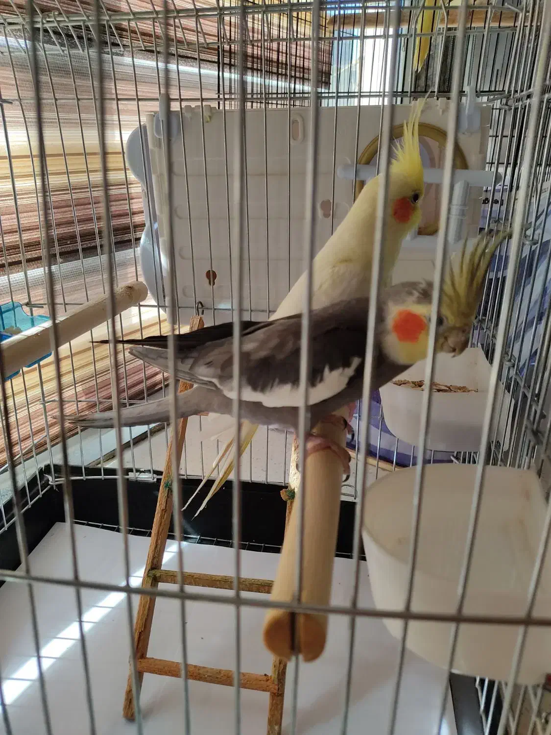 عروس هلندی|پرنده|قروه, |دیوار