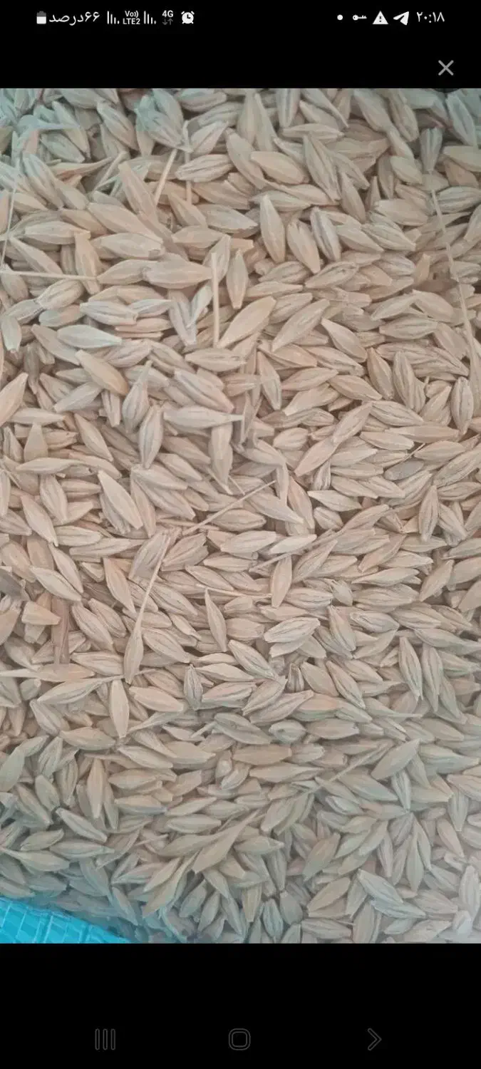 جو تمیز|لوازم جانبی حیوانات|صوفیان, |دیوار