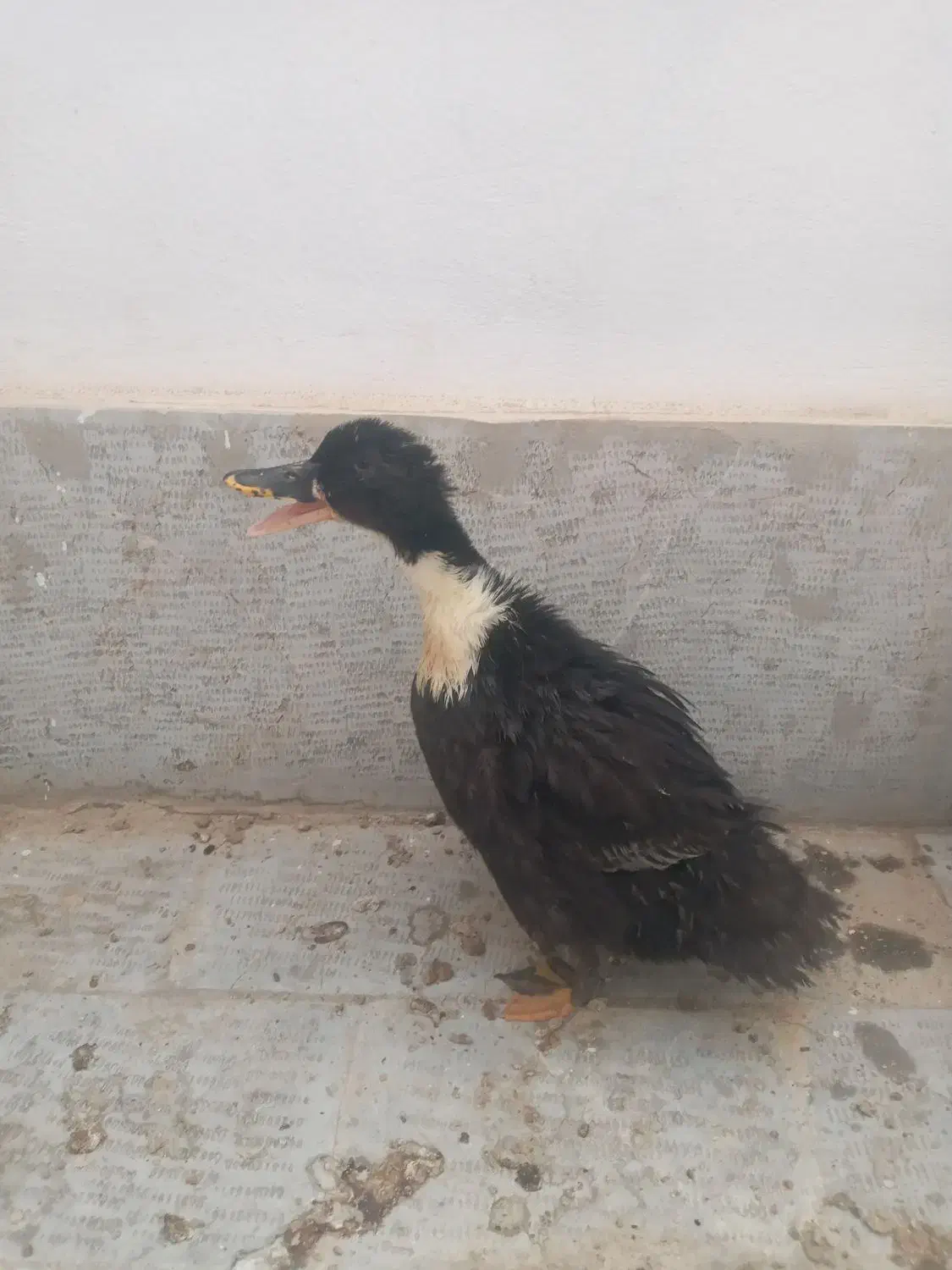 اردک|حیوانات مزرعه|هشتگرد, فاز ۳ مهستان|دیوار