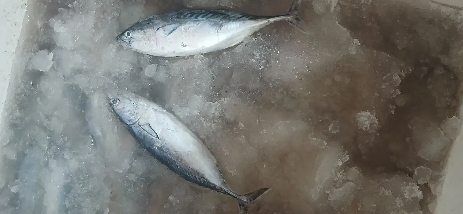 ماهی تازه|حراج|جهرم, |دیوار