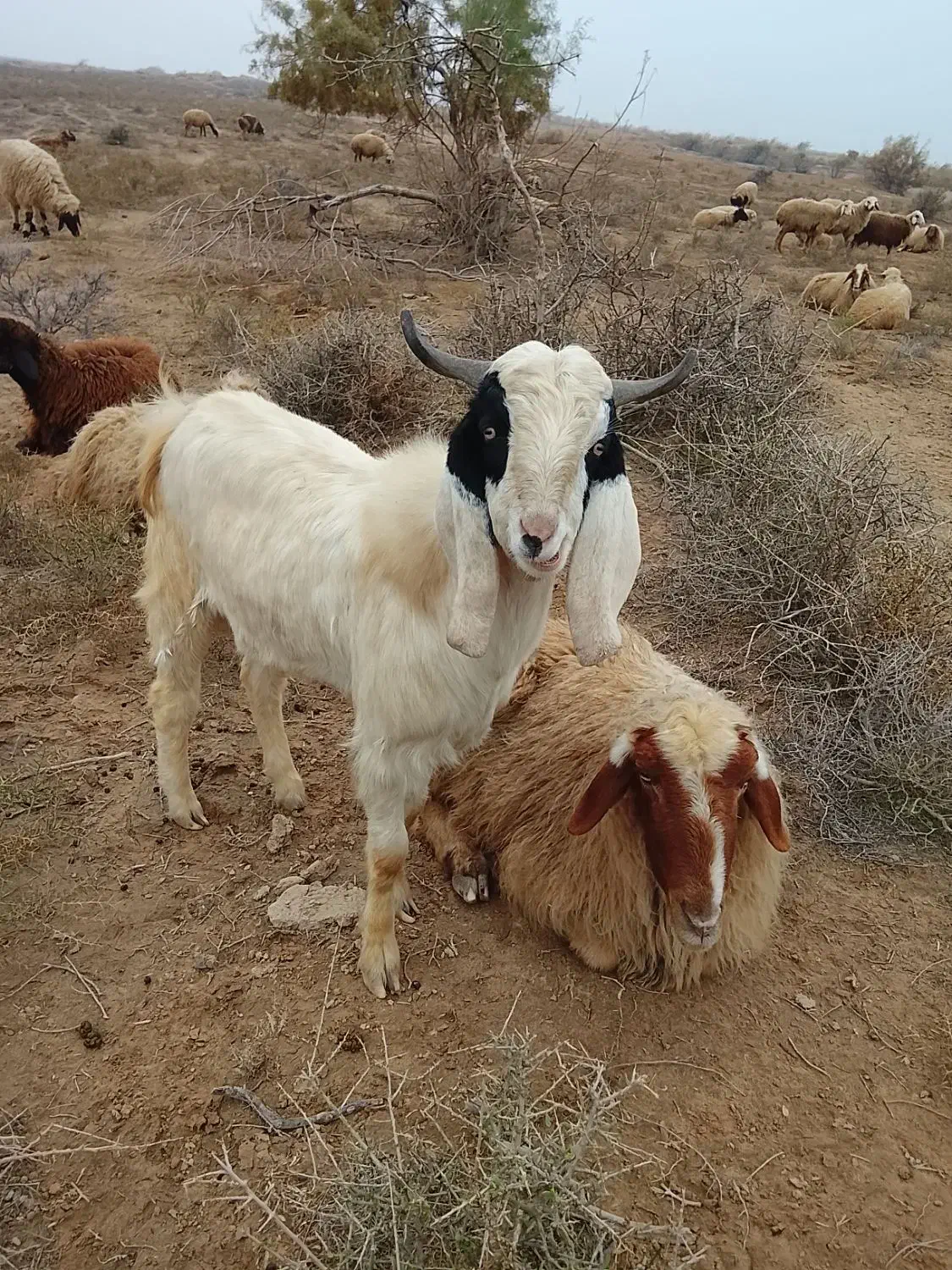 بز نر|حیوانات مزرعه|شوشتر, |دیوار