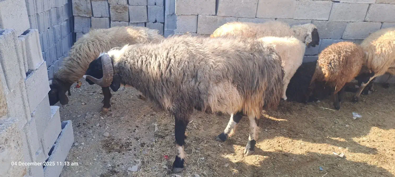 قوچ بذری روزگاری|حیوانات مزرعه|نی‌ریز, |دیوار