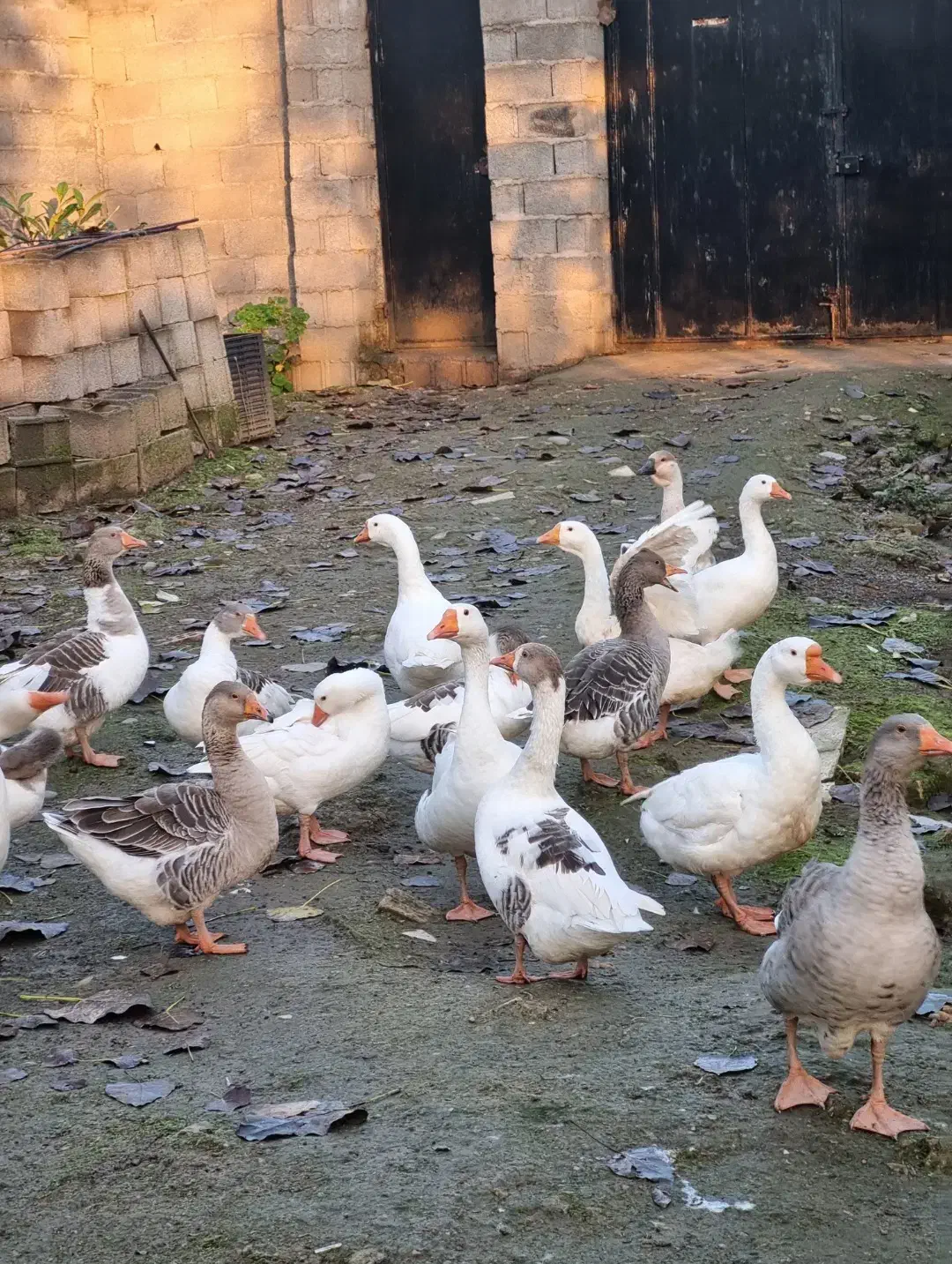 حیوانات|حیوانات مزرعه|رشت, استادسرا|دیوار