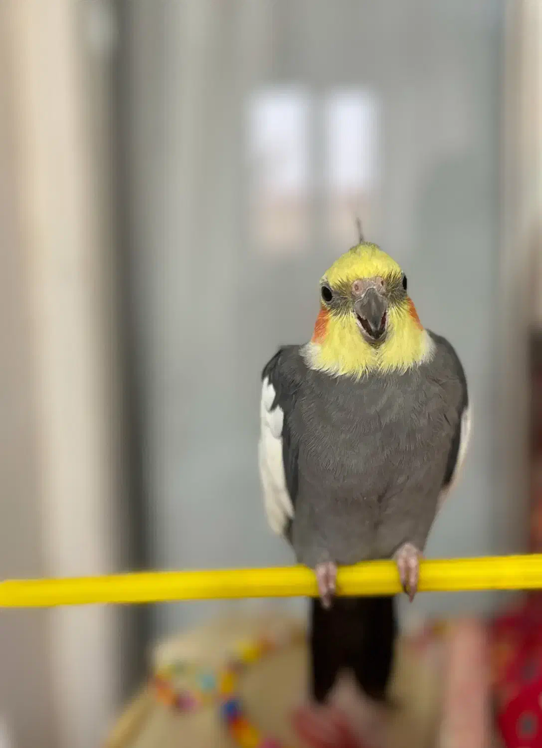 عروس هلندی|پرنده|تبریز, |دیوار