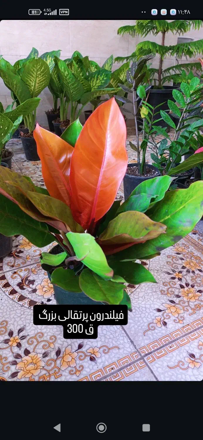 انواع گل‌های آپارتمانی آدرس خیابان اسکان نبشکوچه72|گل و گیاه طبیعی|یزد, |دیوار