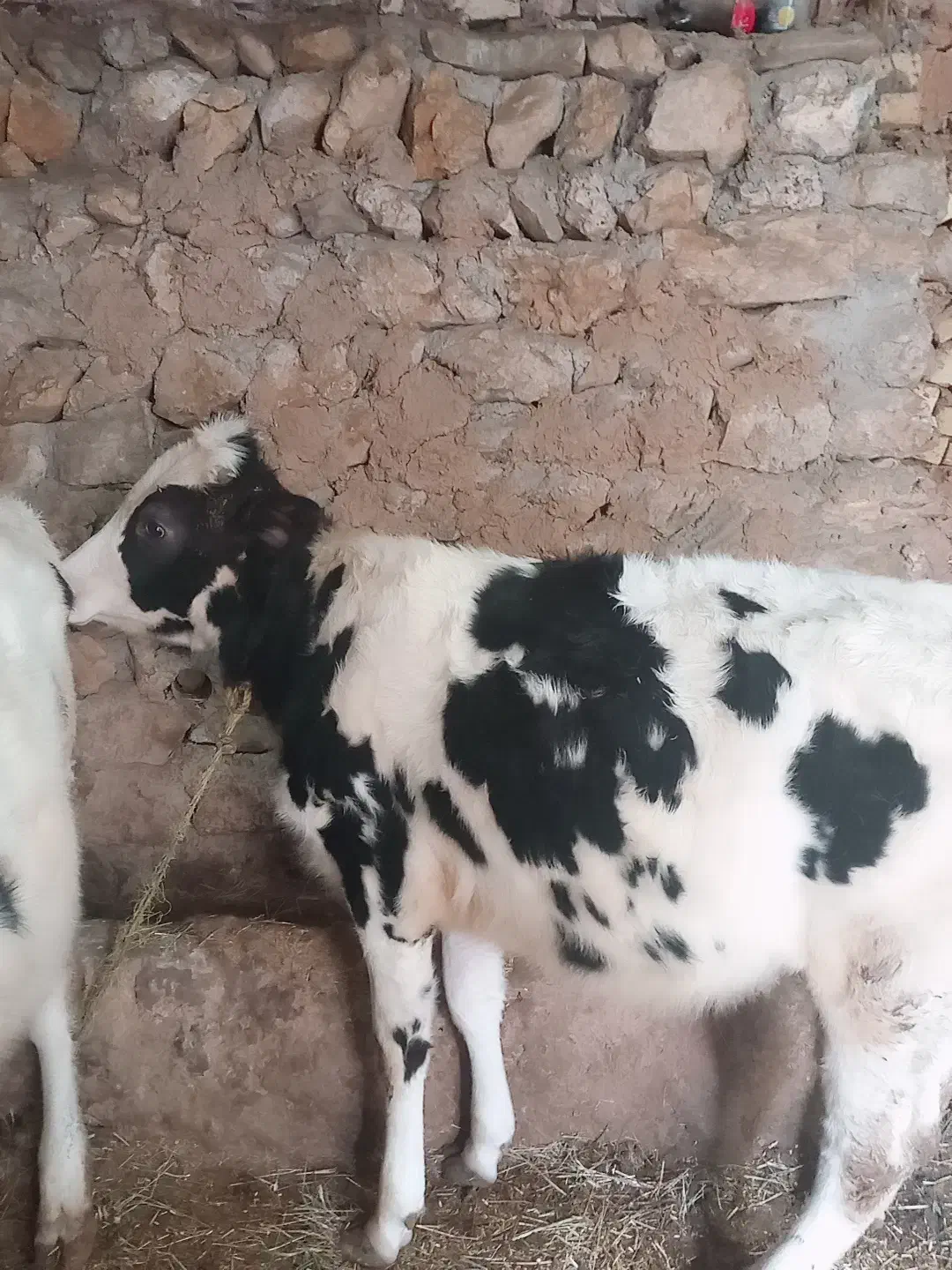 گوساله ۱۱ ماهه|حیوانات مزرعه|قیدار, |دیوار