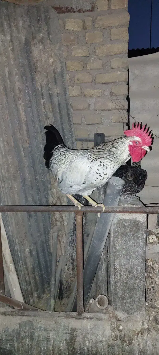 خروس محلی|حیوانات مزرعه|طبقده, |دیوار