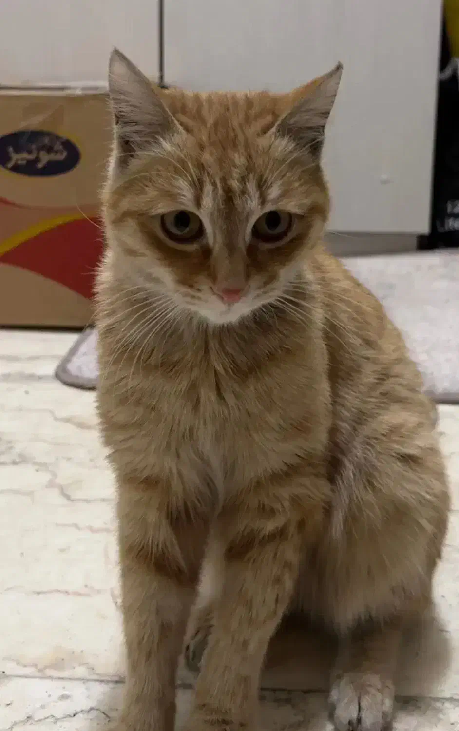 واگذاری بچه گربه ۲ماهه رایگان|گربه|تهران, هفده شهریور|دیوار