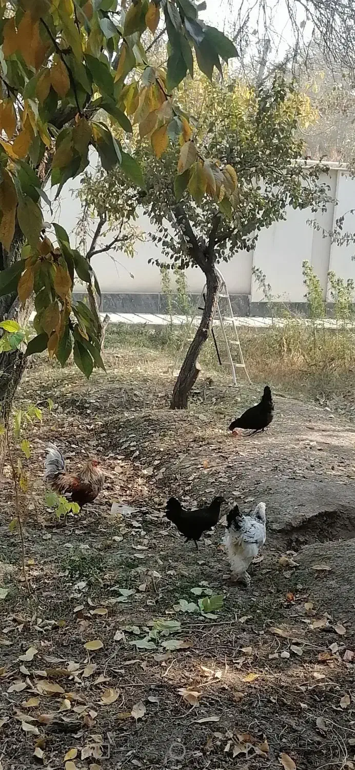 مرغ تخمگذار|حیوانات مزرعه|هشتگرد, سیف آباد|دیوار