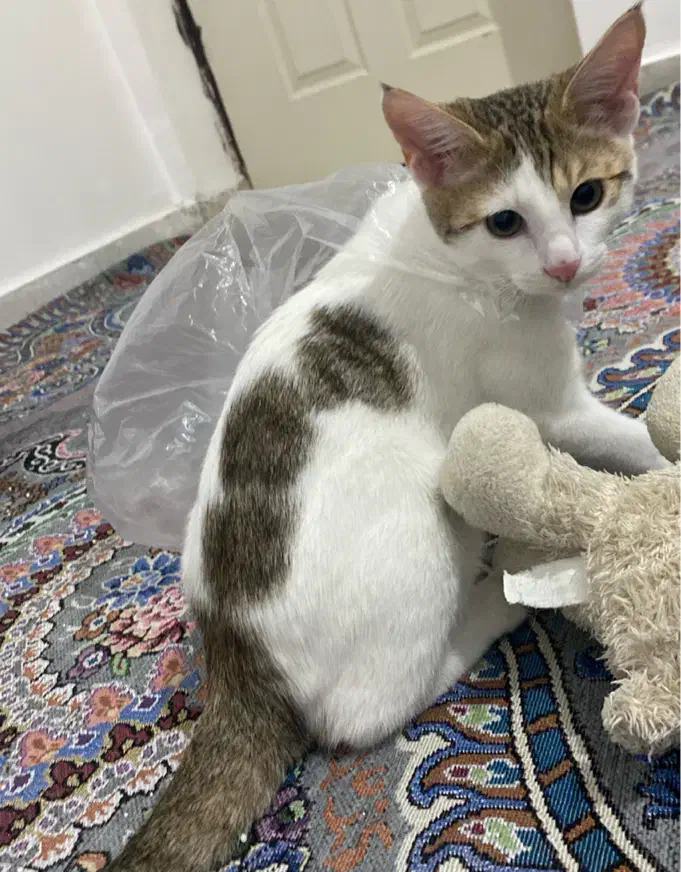 واگذاری رایگان گربه|گربه|چمران, |دیوار