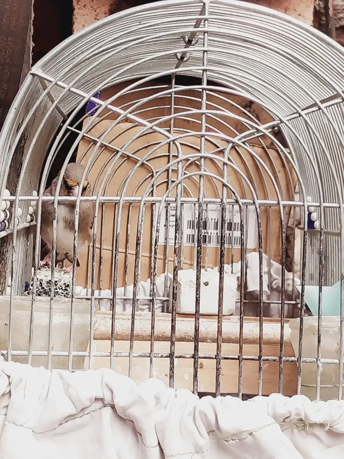 سهره کرمونی|پرنده|شیراز, میانرود|دیوار