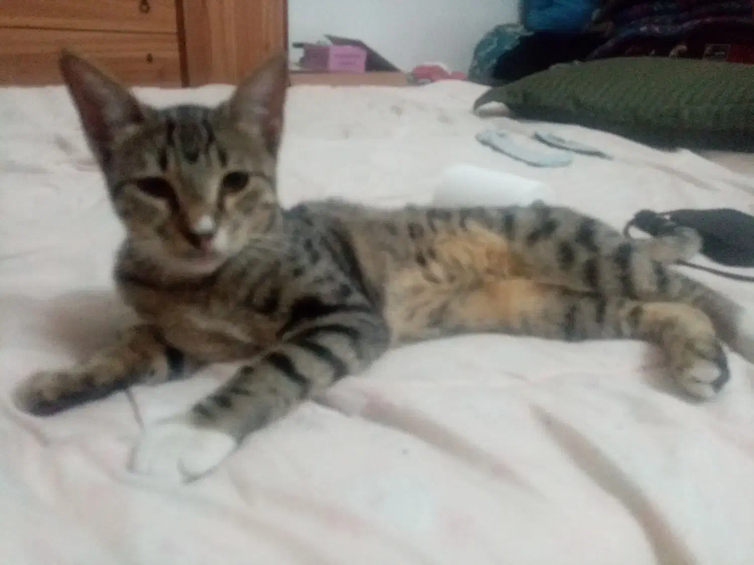 گربه های ناز وخونگی ومهربان وابسته به انسان|گربه|گنبد کاووس, |دیوار