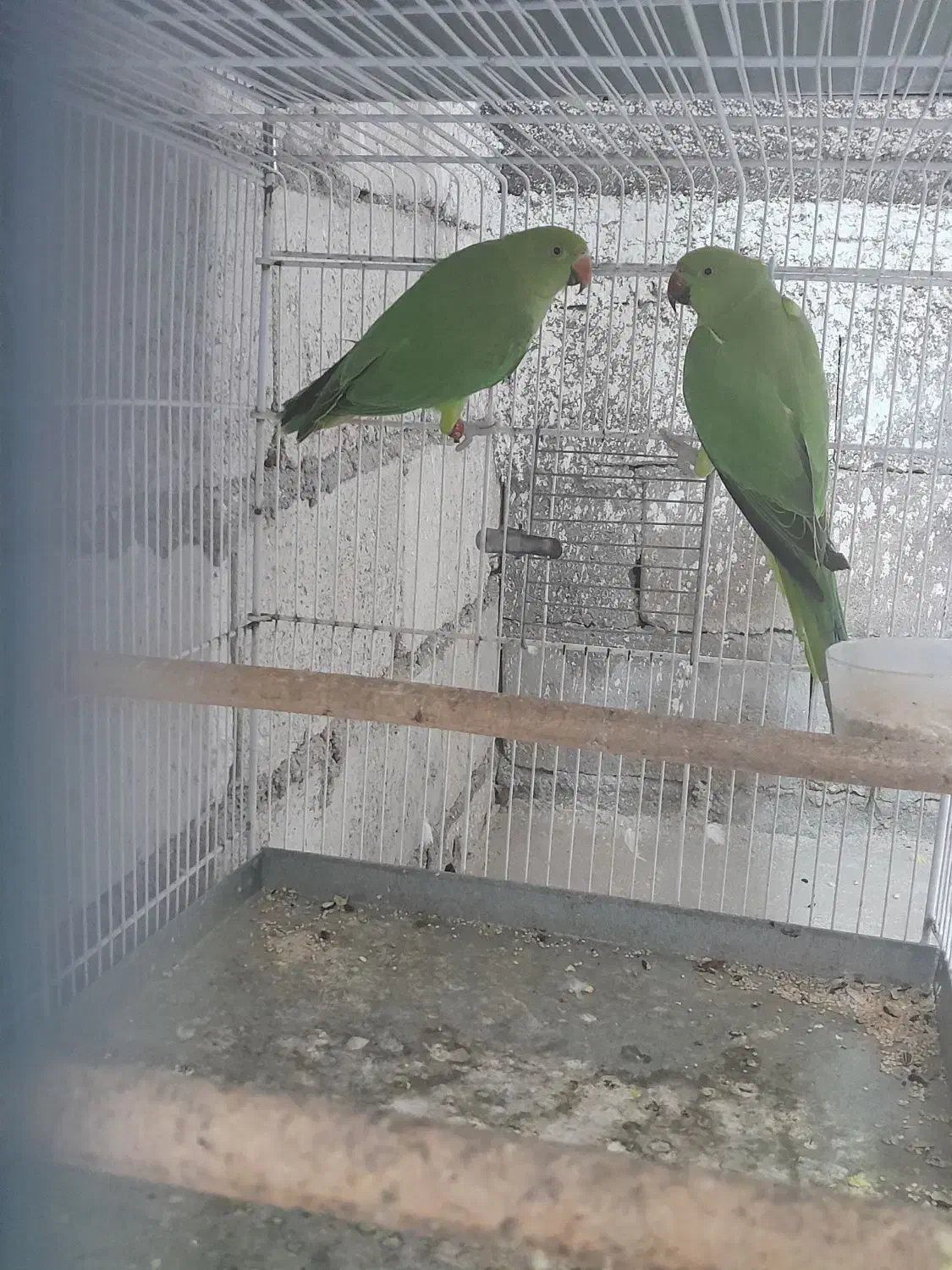 طوطی|پرنده|لامرد, |دیوار