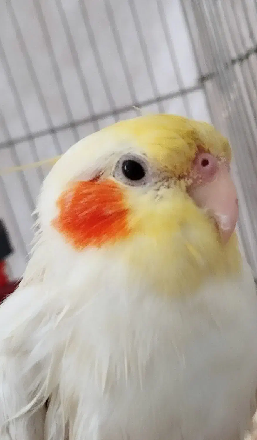 عروس هلندی گم شده|حیوانات|کرمانشاه, |دیوار