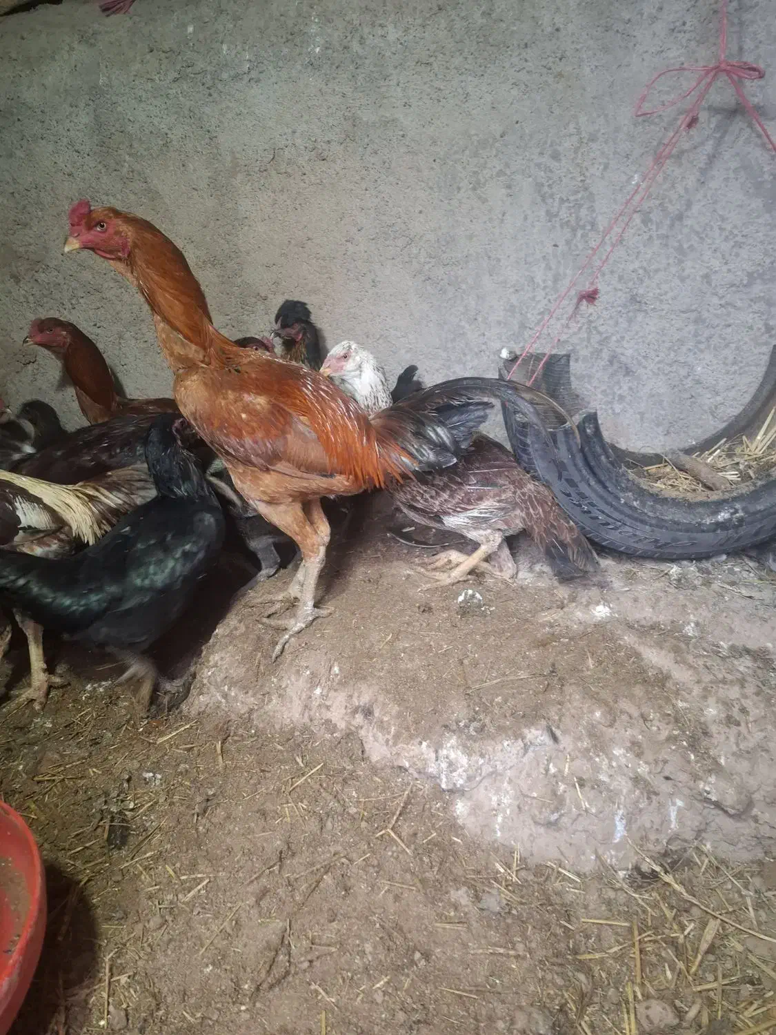 مرغ لاری .خروس لاری. مرغ خانگی|حیوانات مزرعه|تربت جام, یحیی آباد|دیوار