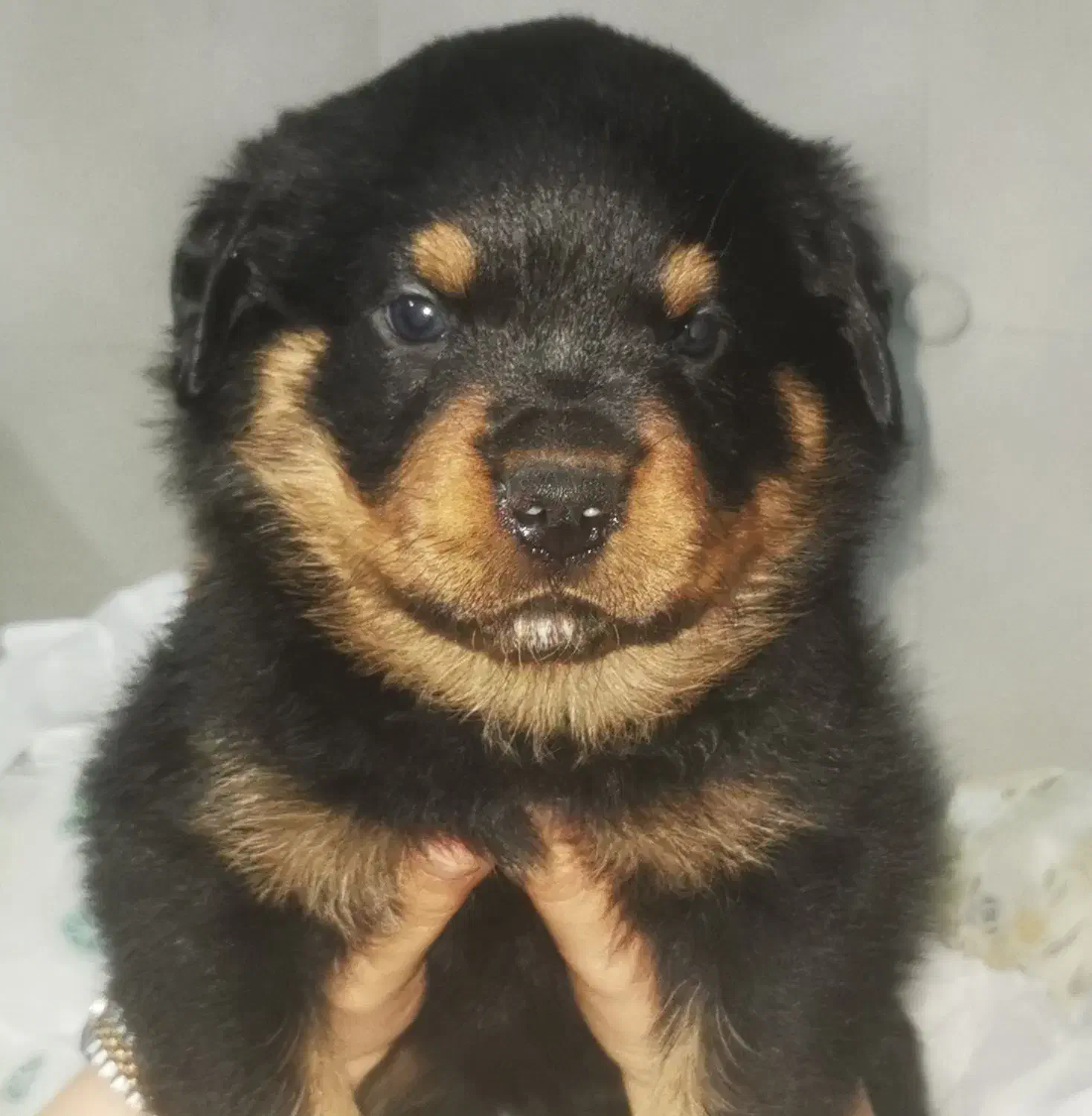 توله سگ روتوایلر Rottweiler|سگ|تهران, آذری|دیوار
