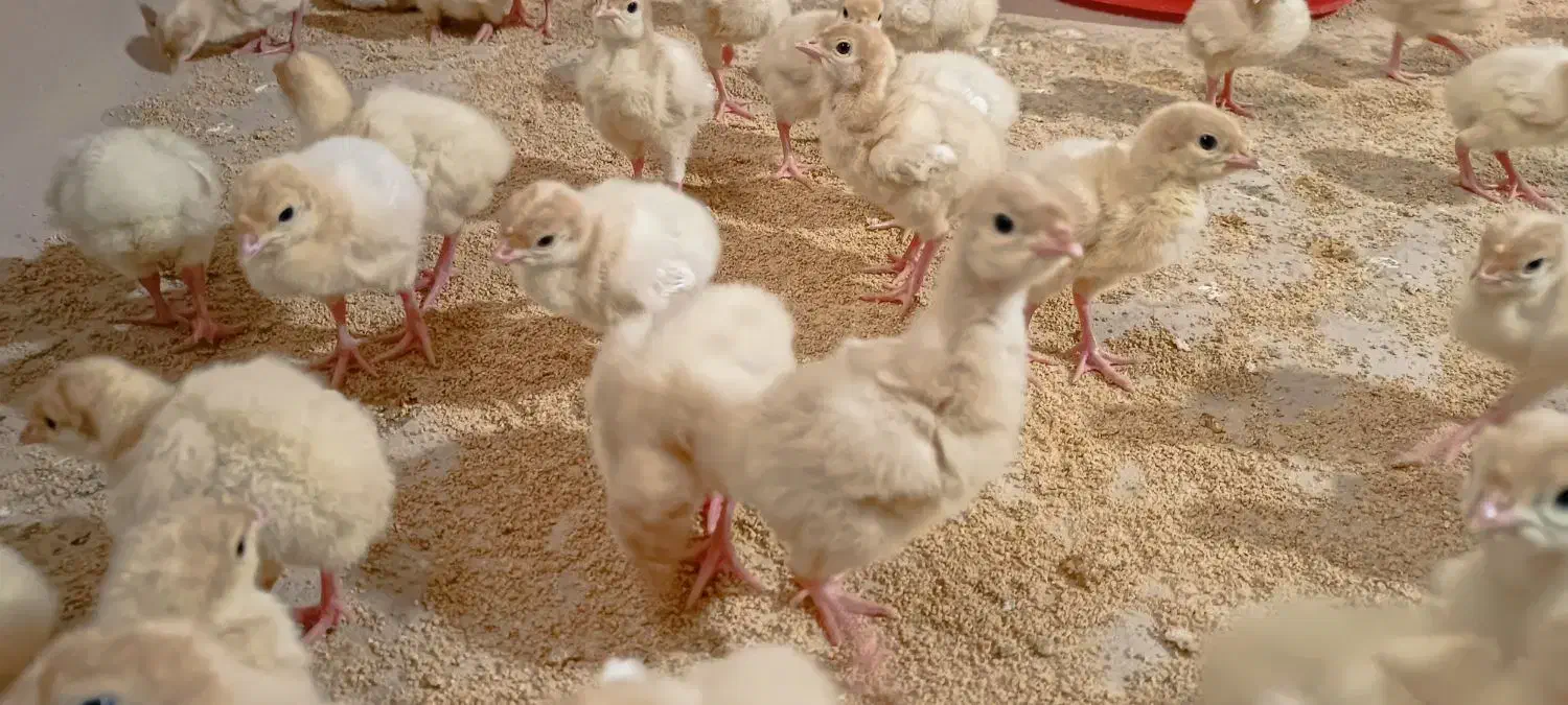 جوجه بوقلمون درجه 1|حیوانات مزرعه|بابل, |دیوار