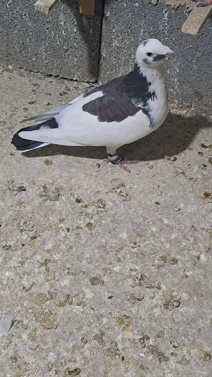 کبوتر پلاکی سپیدان|پرنده|همایجان, |دیوار