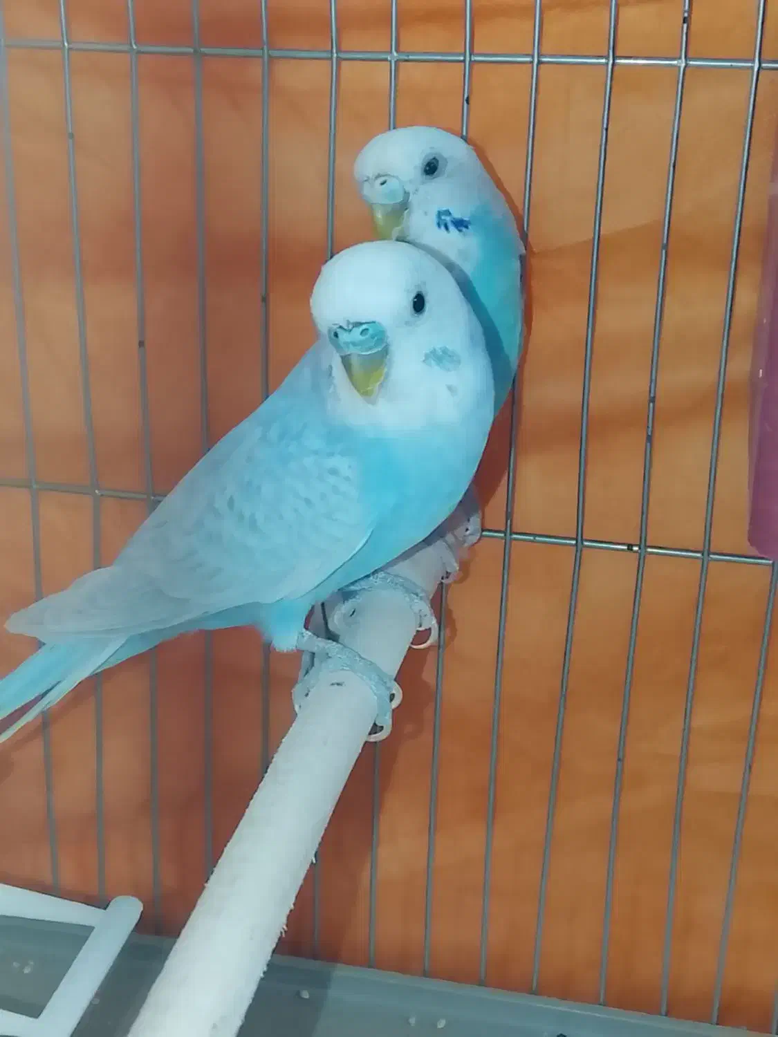 یک جفت مرغ عشق|پرنده|بندر کنگان, |دیوار