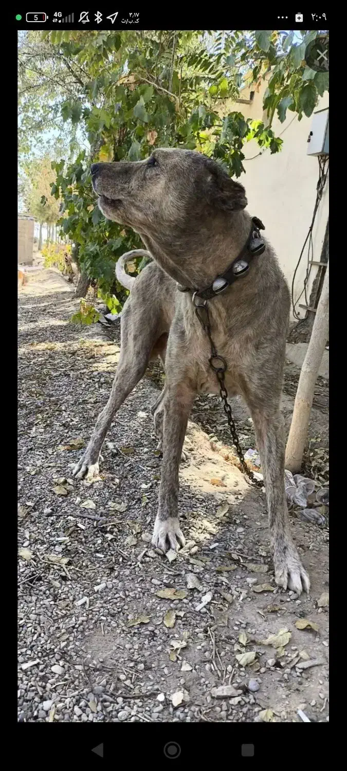 سگ اشپیتز|سگ|سمنان, |دیوار