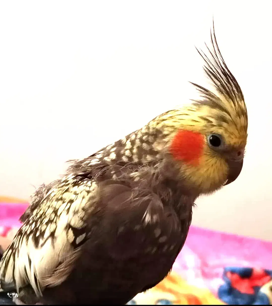 گم شدن عروس هلندی مرواریدی|حیوانات|بهشهر, |دیوار