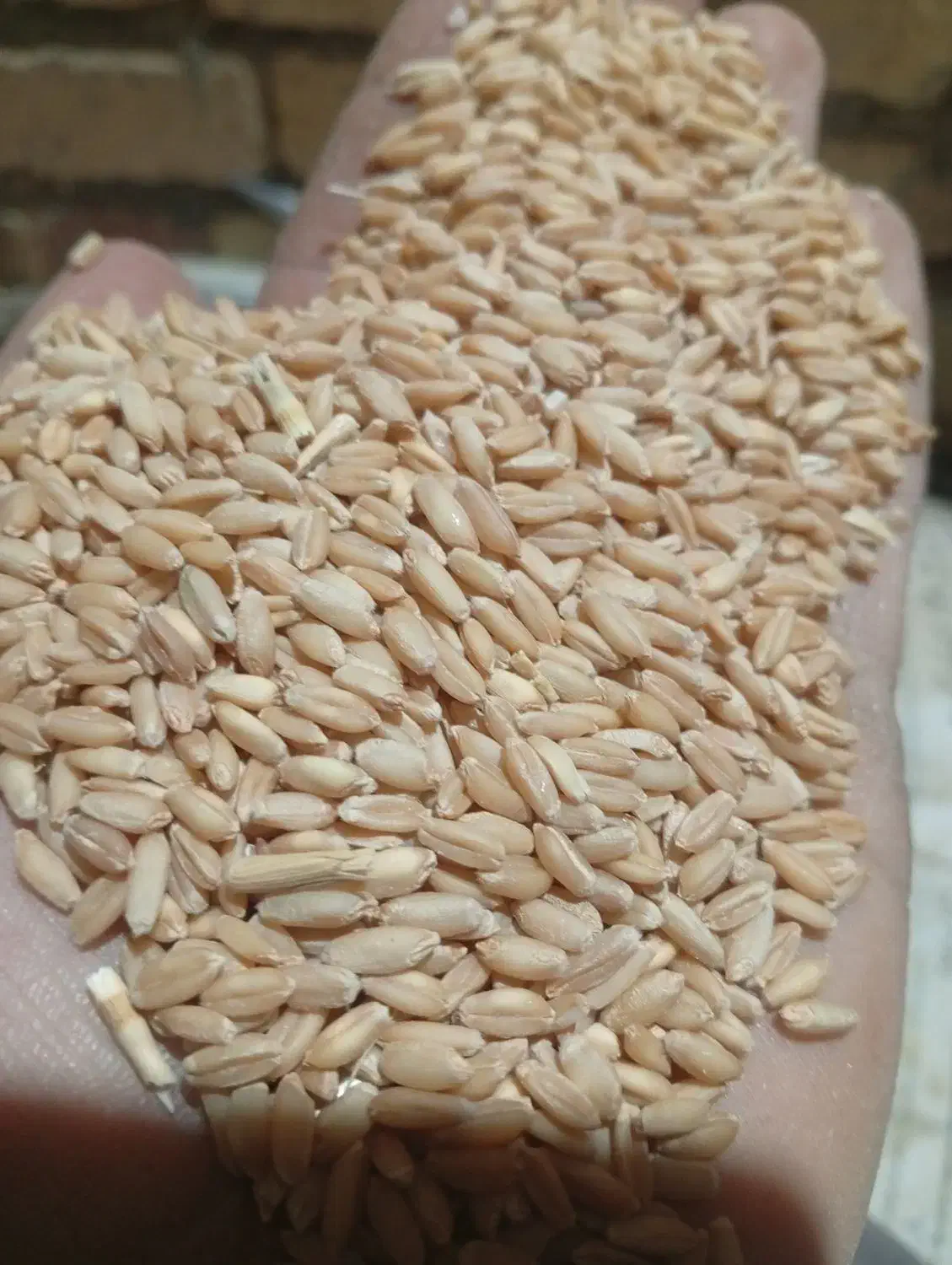 گندم سرداری|عمدهفروشی|نالوس, |دیوار