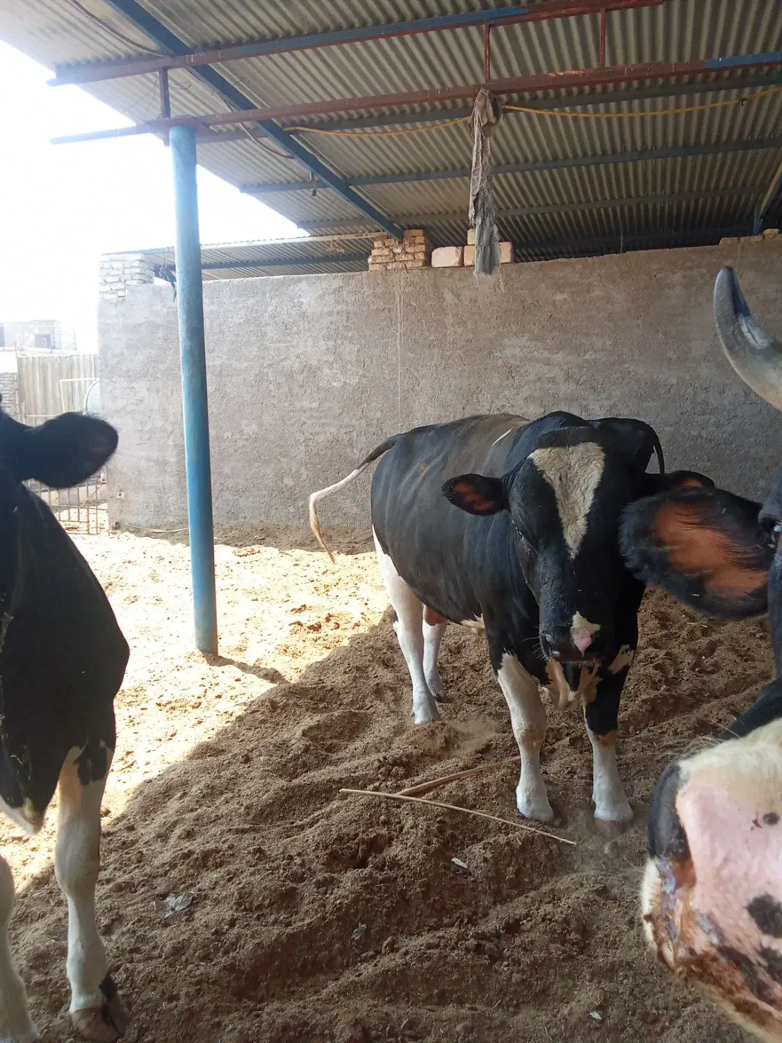 فروش کود گاو وگوسفند|حیوانات مزرعه|اردکان, |دیوار