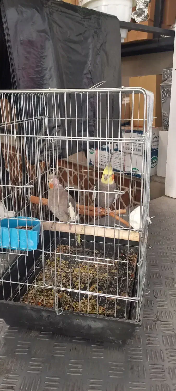 یک جفت طوطی عروس کار داده|پرنده|قزوین, |دیوار