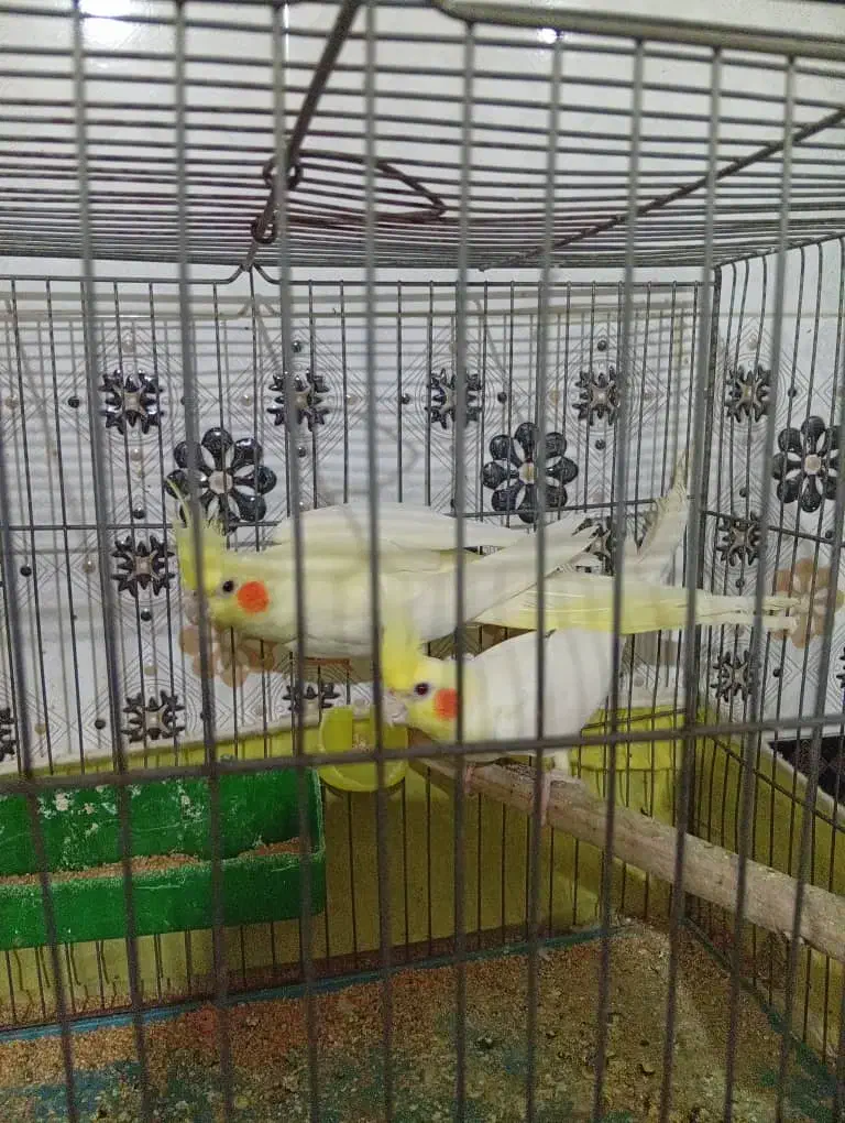 عروس هلندی|پرنده|جهرم, |دیوار