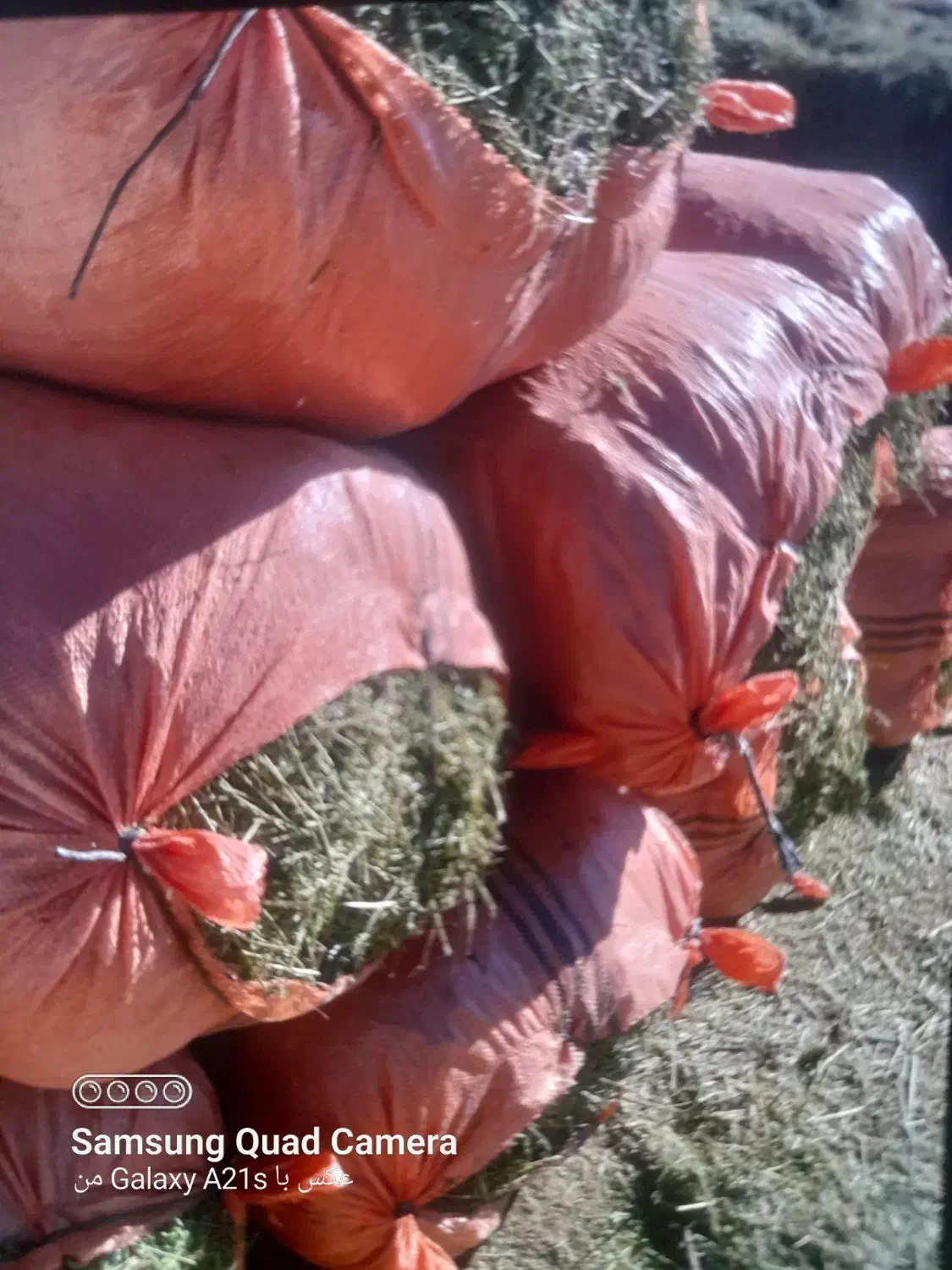 یونجه تمیز|عمده‌فروشی|ارسنجان, |دیوار