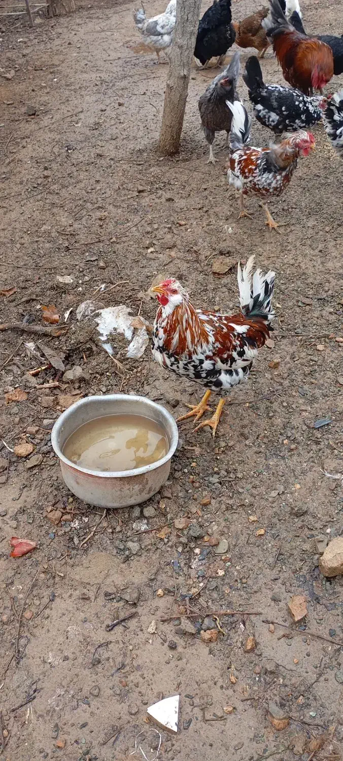 تابلو|تابلو فرش|سنندج, |دیوار