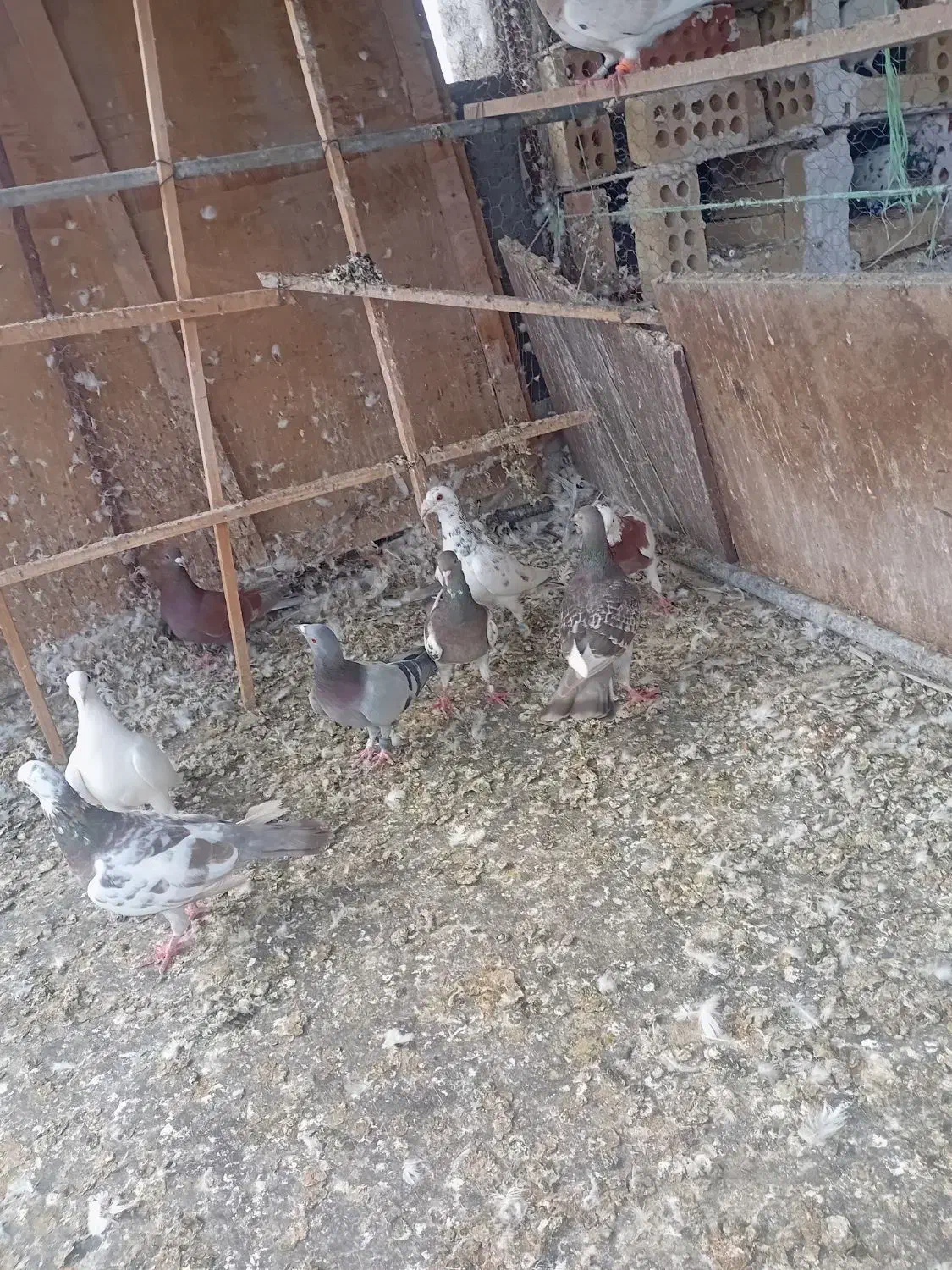 کفتر رنگی والمانی|پرنده|سمنان, |دیوار