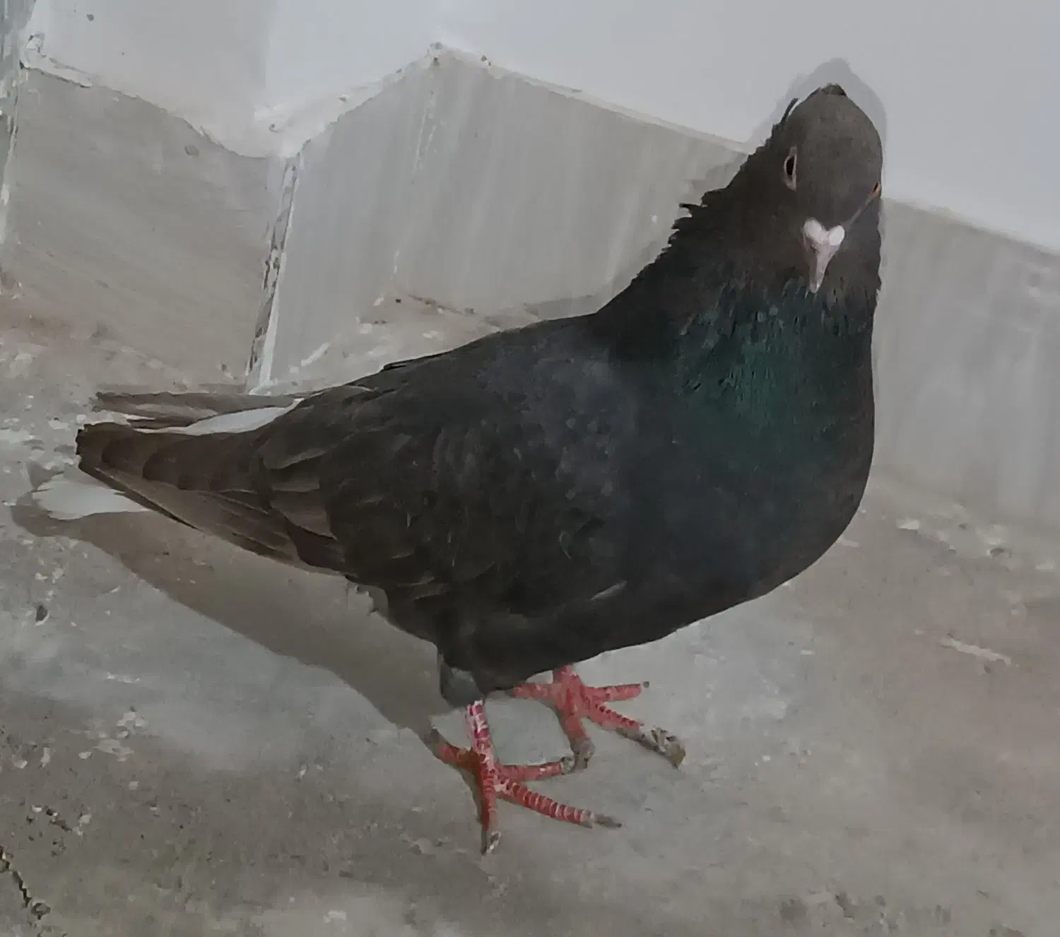 مشکی دم سفید ماده|پرنده|جغتای, |دیوار