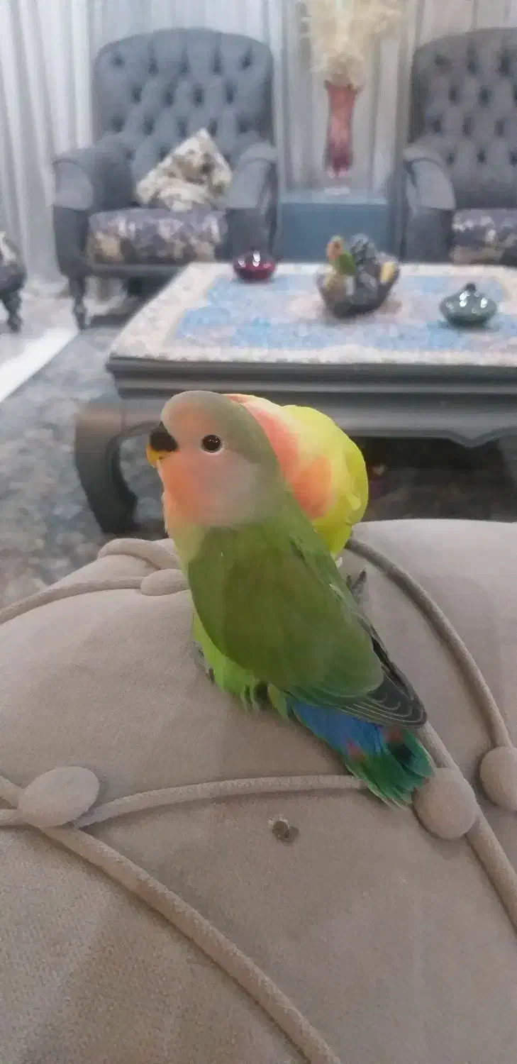 فروش جوجه طوطی برزیلی ۵عدد|پرنده|کرج, فاز ۳ مهرشهر|دیوار