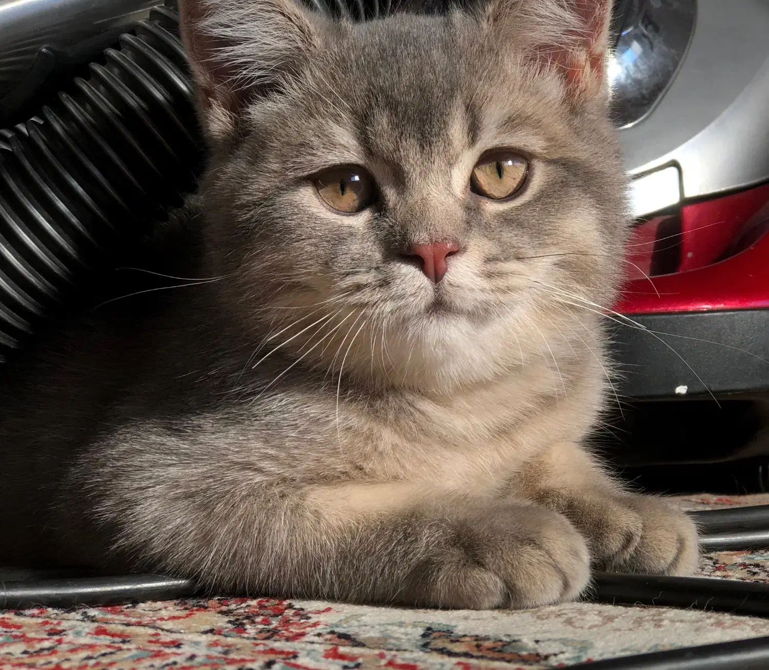 گربه بریتیش|گربه|نکا, |دیوار