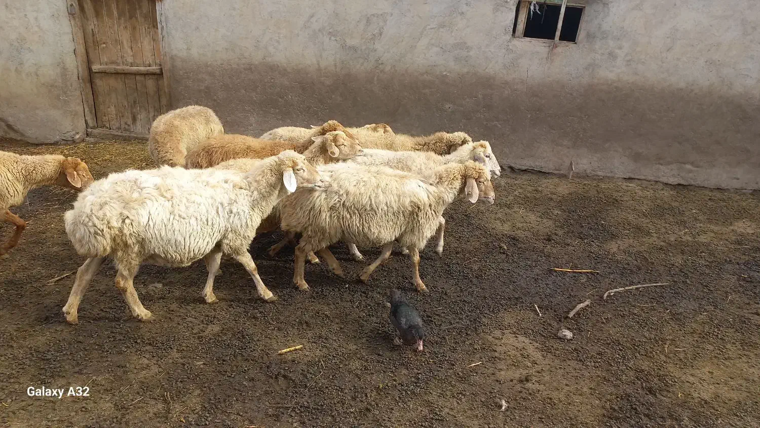 گوسفند  در دام|حیوانات مزرعه|قشلاق دشت, |دیوار