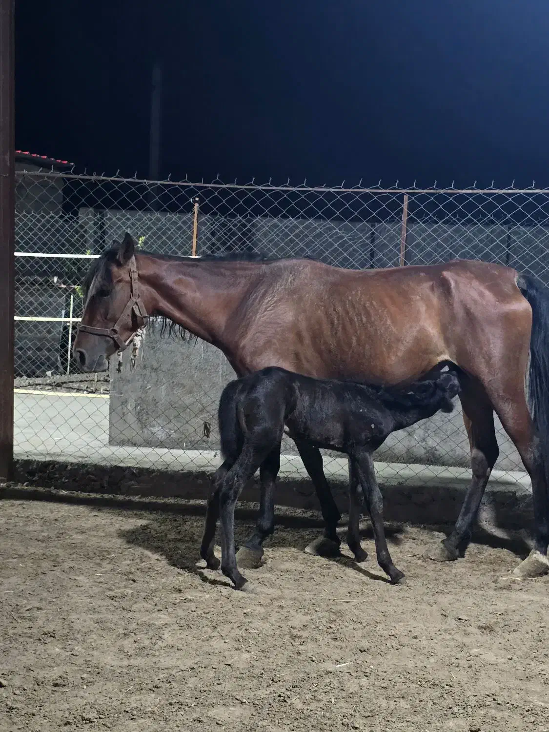 اسب مادیان آرام و سواری دار|اسب و تجهیزات اسب‌سواری|قرق, |دیوار