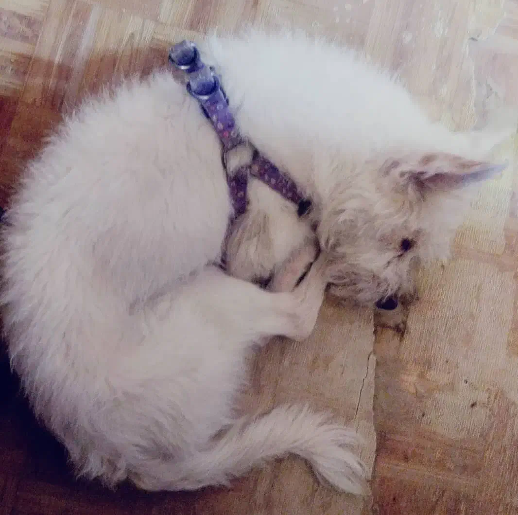 واگذاری سگ ترییر|سگ|اهواز, بهارستان|دیوار